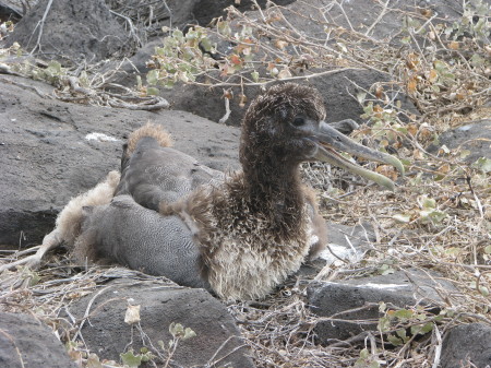 Juvenile Waved Albatross - Galapagos