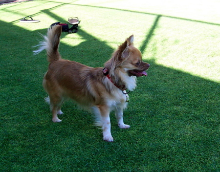 Chillin in the yard