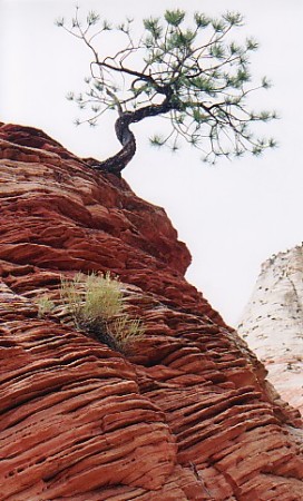 Lone Pine - Zion National Park