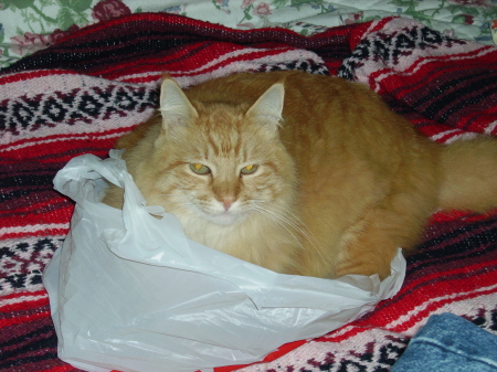 Cat in a Bag