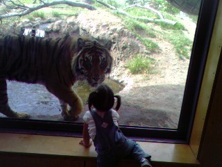 Bella and the Tiger