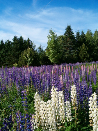 Lupines on a Sunny Day