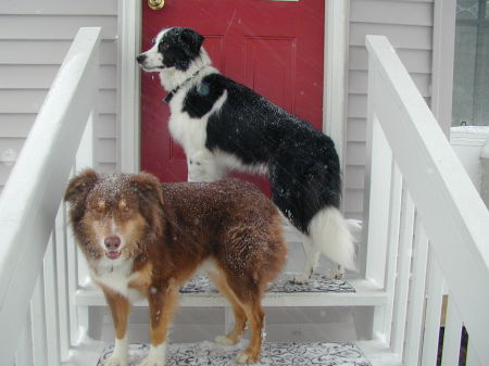 Our Boys ....Trooper (Red) and Duffy (Black and white)