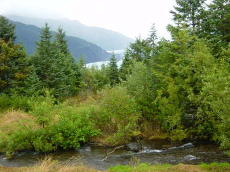 Alaska Glacier through trees