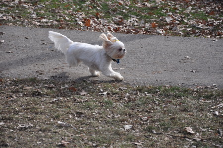 Francis the Wonder Dog