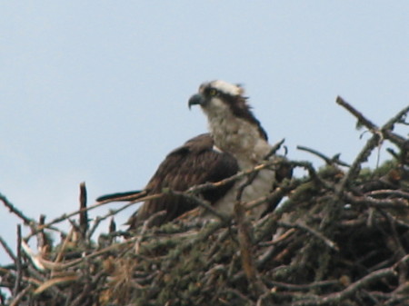 NESTING  EAGLE