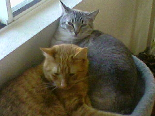 Simba & Muffin