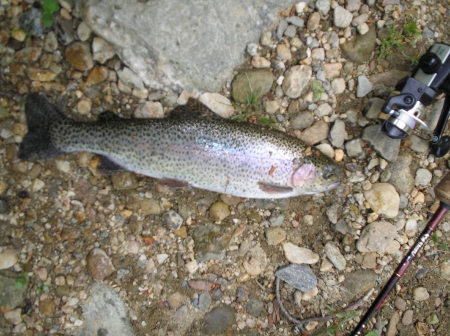 NC Rainbow Trout