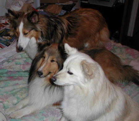 Belle, Tasha and Moondoggy