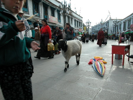 Sheep Strolling in Lhasa