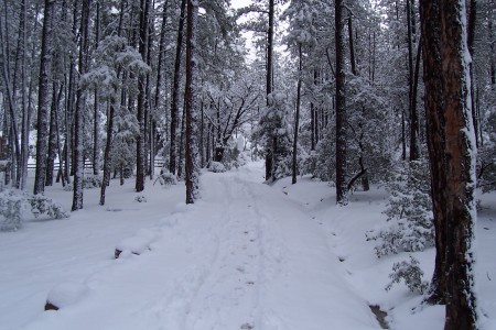 Our driveway