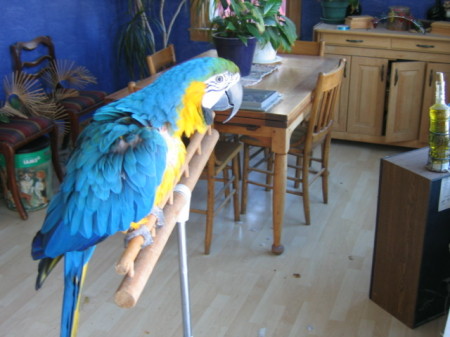 My Blue & Gold Macaw ~KiKi