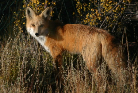 Fox in the back yard