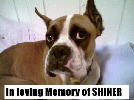 In memory of Shiner