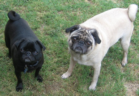 Pugs