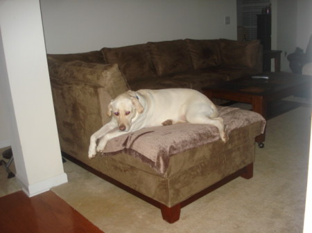 Halle   my white lab