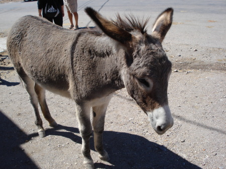 oatman 049