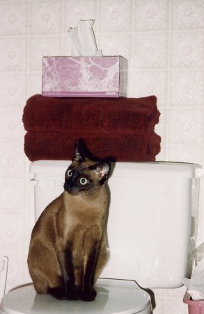 Sable is NOT toilet trained