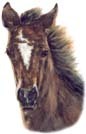 My Mustang Horse "Dante"