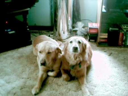 MY DOGS