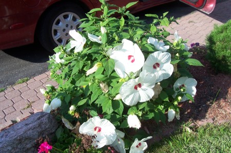 rose of sharon