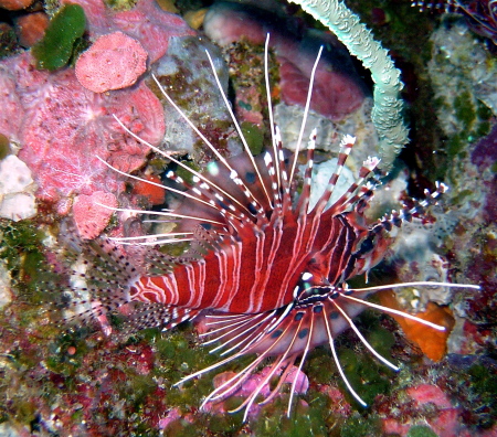 This is a Lionfish.  I took this underwater photo too.