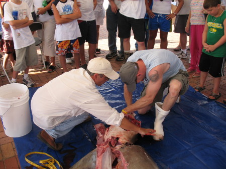 working a shark rodeo in