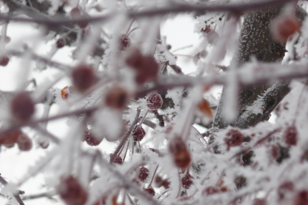 CRABAPPLE TREE