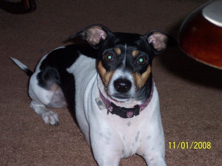 Our dog Allie...a Rat Terrier