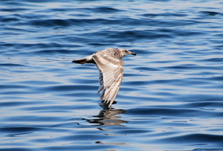 Seagull 1