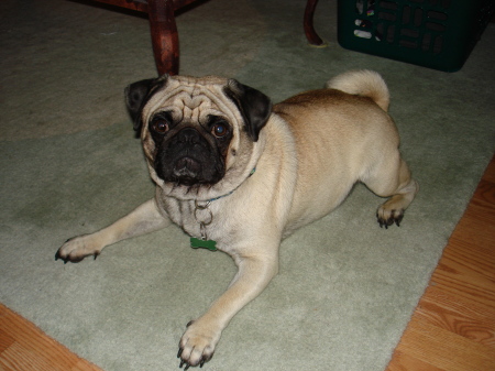 Jack my beautiful pug!