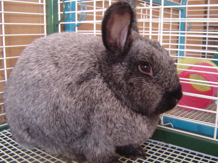 Our 26 pound rabbit- Benny RIP