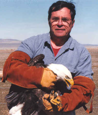 Bald Eagle release after rehab