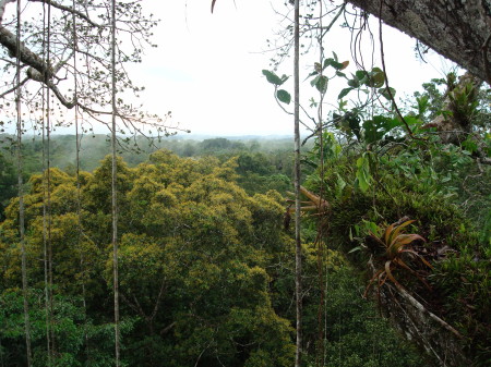 OVERLOOKING RAINFOREST FROM TOP OF CAPOC TREE