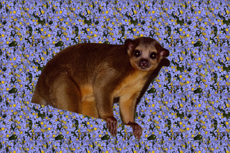 Kinkajou