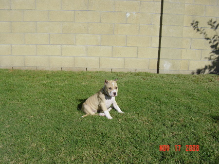 New addition "Chica" 9 weeks old 1st day home