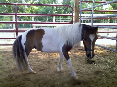 My little Pony - Sweetie