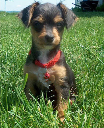 Twix (Chorkie)