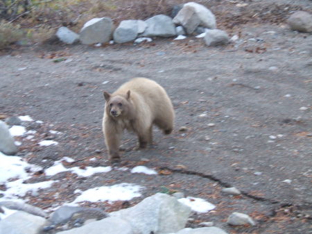 mammoth 10-14-08 031