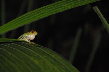 Tree Frog, Costa Rica