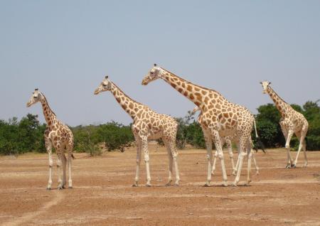 Safari in Niger
