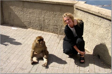 Rock of Gibraltar monkeys (Barbary macaques)