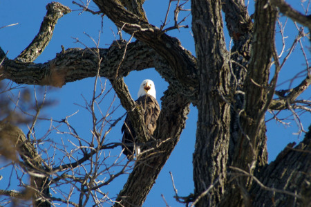 Eagle