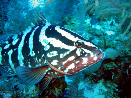 Nassau Grouper