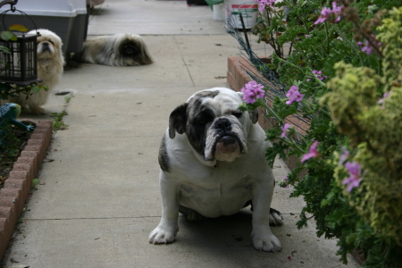 The bully and the pekes     2007