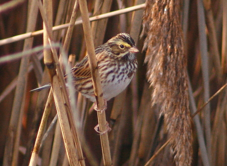 Savannah Sparrow