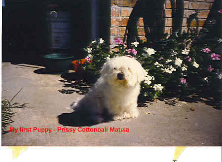 Prissy - 1970-1988  Childhood puppy