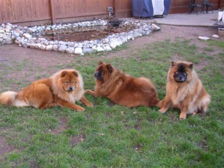 Nikko, Misha & Pharaoh