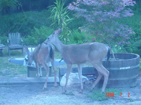 deer in my backyard