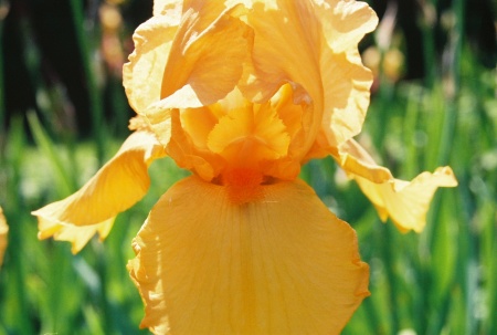 this is a bearded iris